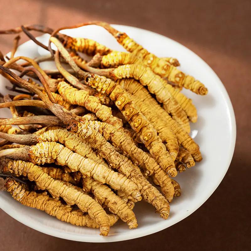 野生冬虫夏草批发市场行情怎么样